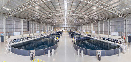 Onshore aquaculture using a Recirculating Aquaculture System (RAS) which requires compressed air. Image courtesy of Aquacare