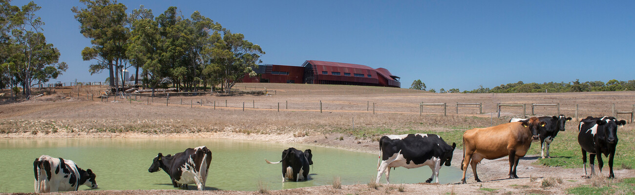 Bannister Downs Dairy Farm
