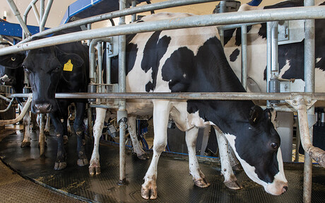 Milking preparation at Bannister Downs Dairy Farm - Kaeser Compressors case study