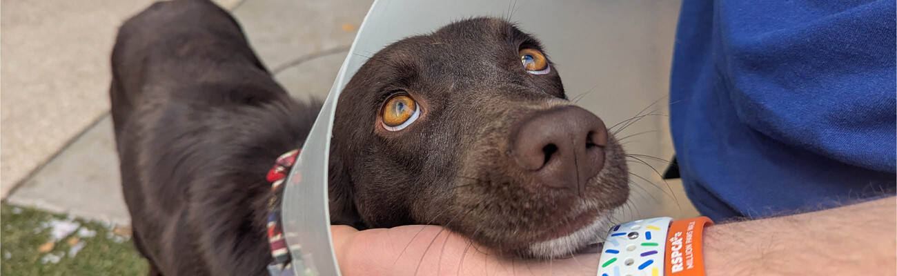 Blog - JUL 25 - RSPCA