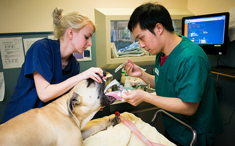 Kaeser compressor at RSPCA Burwood East
