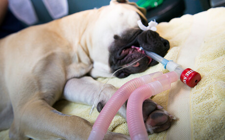 Kaeser compressor at RSPCA Burwood East