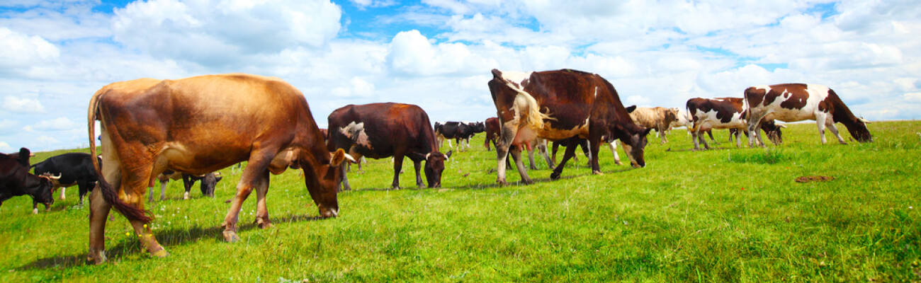 Compressors from Kaeser Compressors for dairy manufacturing