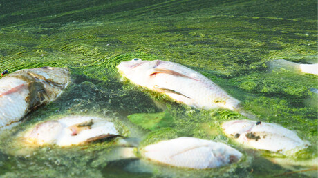 KAESER Know How blog post: Some HABs produce toxins which are harmful - if not deadly - to aquatic organisms. The economic impact to the aquaculturist is of course detrimental